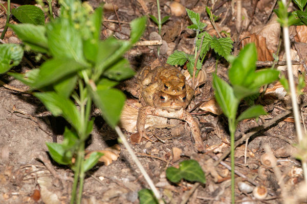 Erdkrötenpärchen kommt aus dem Wald