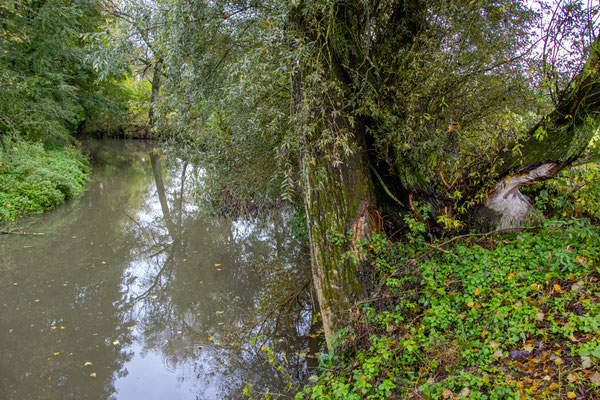 Blick auf die Elsenz mit alten Biberspuren am Ufer (Foto: B. Budig)