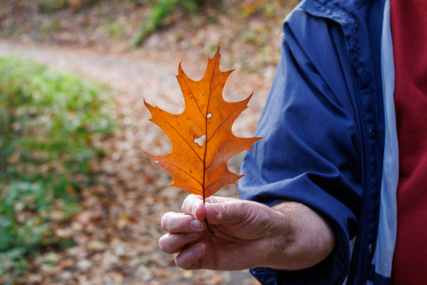 Blatt der Roteiche (Foto: B. Budig)