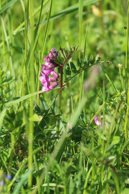 Zaunwicke (Vicia sepium) /Foto: E. Maier-Drös