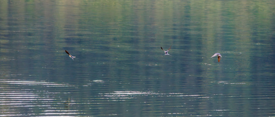 Rauchschwalben/Hirundo rustica beim Trinken (Foto: H. Budig)