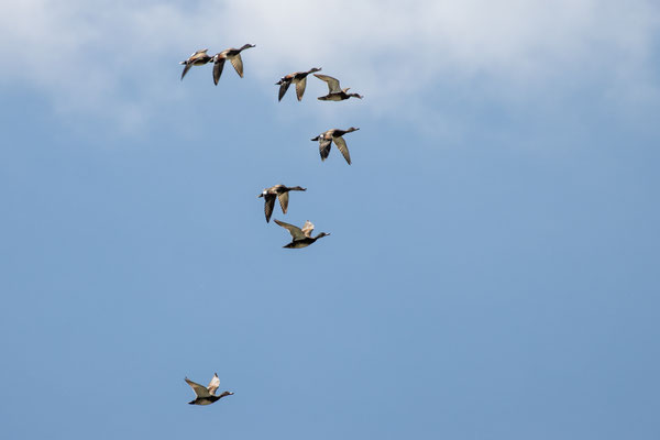 Gruppe aufgeflogener Schnatterenten (Foto: B. Budig)