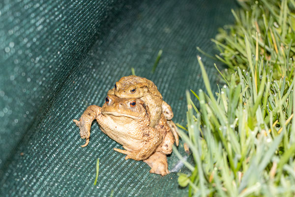 Erdkrötenpärchen am Amphibienzaun