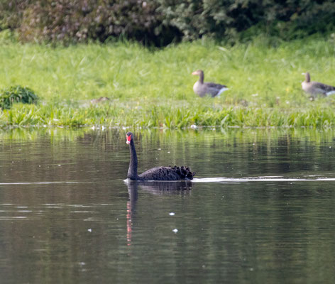 Schwarzschwan/Cygnus atratus (Foto: B. Budig)