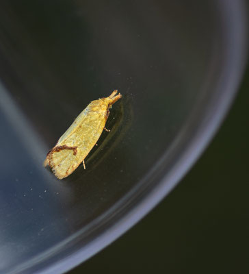 Distelwickler/Agapeta hamana (Foto: Svenja Spannagel)