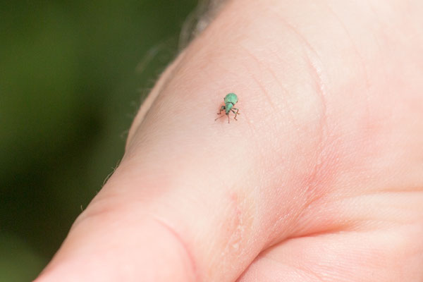 Grünrüssler indet. (Curculionidae) /Foto: B. Budig