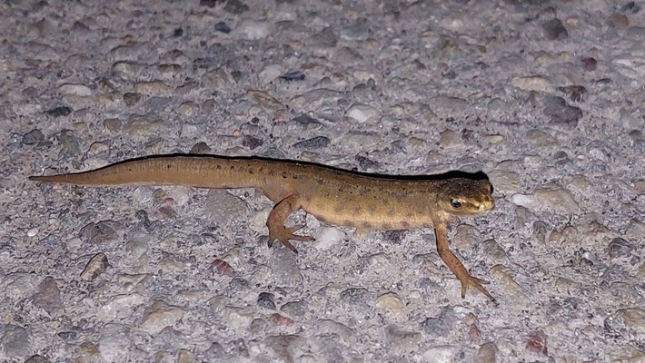 Teichmolch (Foto: R. Disselnkötter)