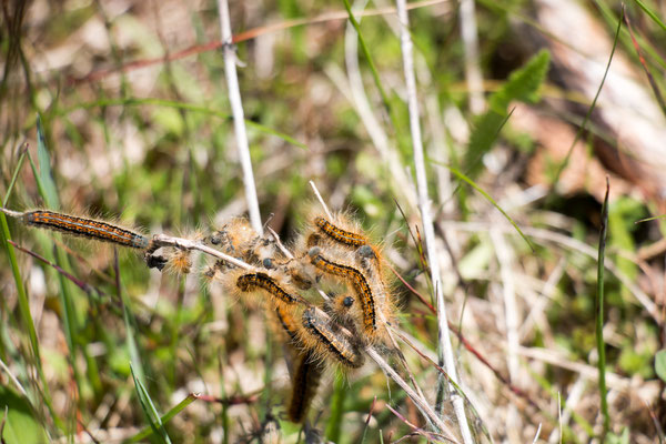 Wolfsmilchringelspinner (Malacosoma castrensis) /Foto: B. Budig