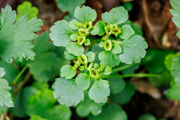 Gegenblättrige Milzkraut/Chrysosplenium oppositifolium (Foto: H. Budig)