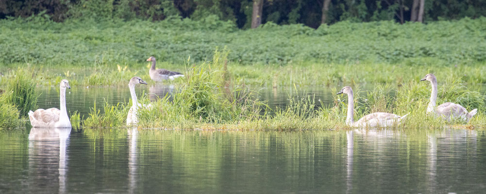 Juvenile Höckerschwäne/Cygnus olor (Foto: B. Budig)