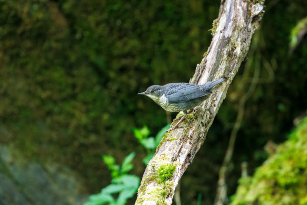 Junge Wasseramsel/Cinclus cinclus (Foto: B. Budig)