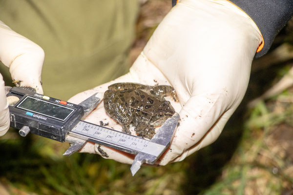 Ein Grasfrosch wird vermessen (Foto: B. Budig)