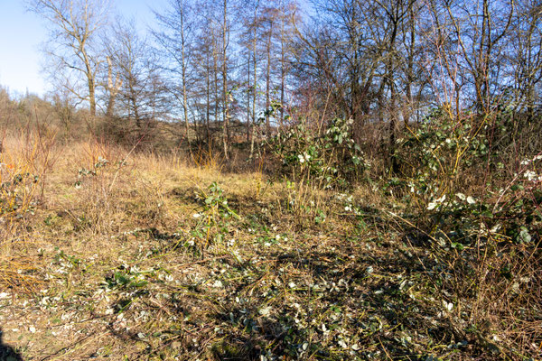 Zwischenstand: Brombeeren großteils gemäht (Foto: B. Budig)