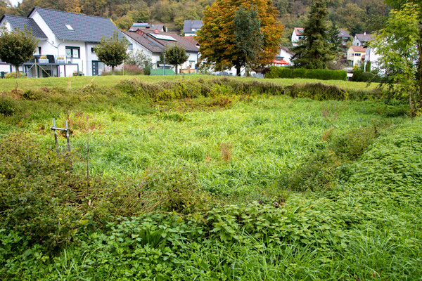 Vorteich am Forstwaldteich (Foto: H. Budig)