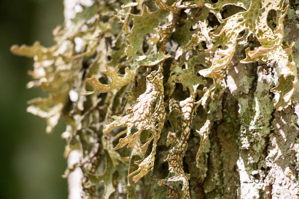 Echte Lungenflechte (Lobaria pulmonaria) /Foto: B. Budig