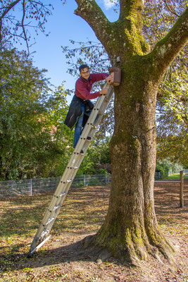 Nistkastenreinigung im Schulhof der Norbert-Preiß-Schule mit der Leiter (Foto: H. Budig)