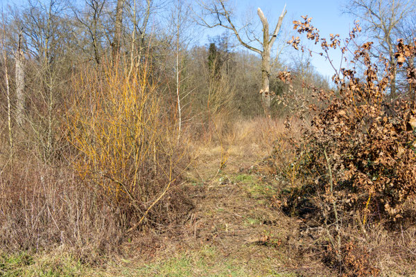 Zufahrtsweg vermutlich vom Wasserwirtschaftsamt (Foto: B. Budig)