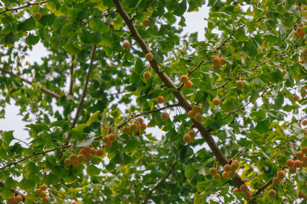 Weiblicher Ginkgo (Foto: B. Budig)