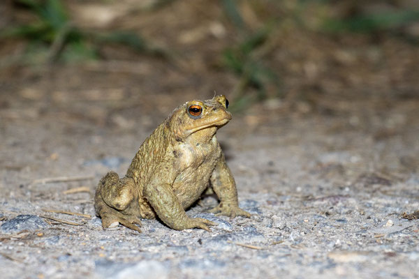 Erdkröten-Männchen auf dem Feldweg