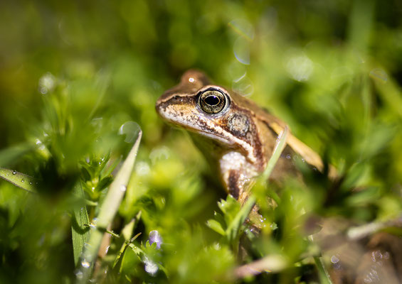 Grasfrosch im Portrait (Foto: Svenja Spannagel)