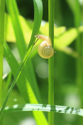 Genabelte Strauchschnecke (Fruticicola fruticum) /Foto: E. Maier-Drös