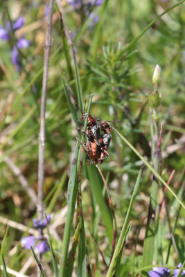 Soldatenkäfer (Cantharis rustica) /Foto: E. Maier-Drös