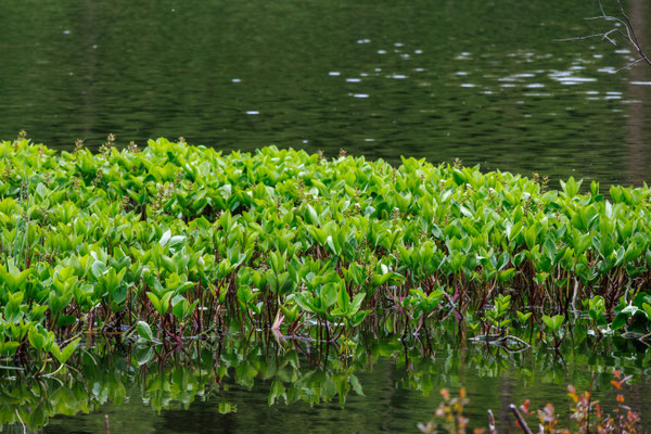 Beeindruckende Bestände an Fieberklee/Menyanthes trifoliata (Foto: H. Budig)