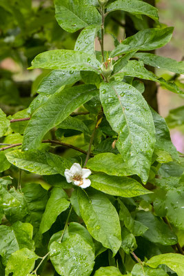 Mispel (Mespilus germanica) (Foto: B. Budig)