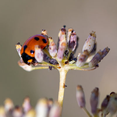 Siebenpunkt-Marienkäfer/Coccinella septempunctata (Foto: B. Budig)