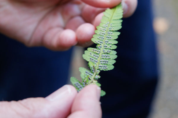 Blattunterseite eines Farns (Foto: B. Budig)