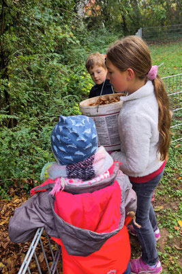 ... mit jeder Menge Herbstlaub. (Foto: Christa Braun)