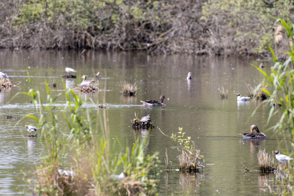 Rotwangen-Schmuckschildkröte beim Sonnenbad (Foto: B. Budig)