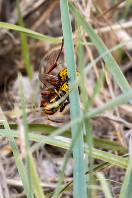 Hornisse erbeutet Wespe (Foto: B. Budig)