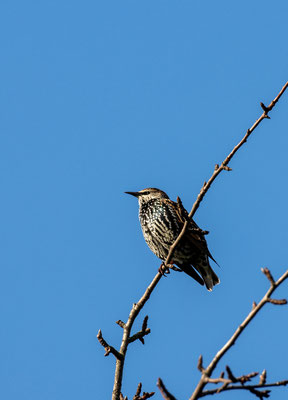 Star/Sturnus vulgaris (Foto: B. Budig)