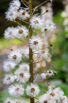 Pestwurz/Petasites (Foto: H. Budig)