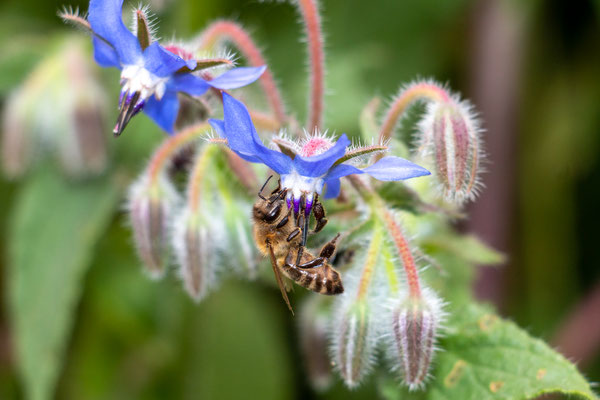 Borretsch (Borago officinalis) (Foto: H. Budig)