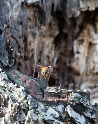 Hornisse/Vespa crabro (Foto: B. Budig)