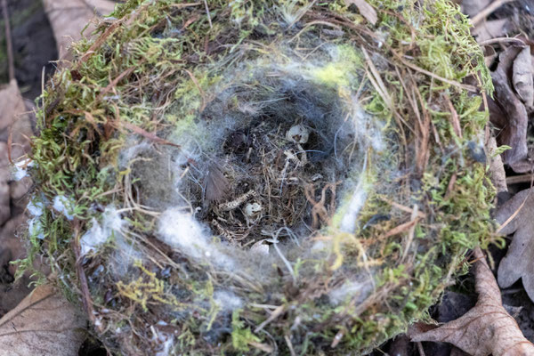Meisennest mit Skeltten toter Jungvögel (Foto: B. Budig)