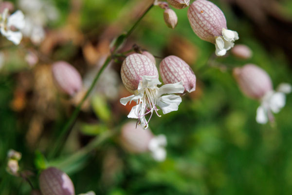 Taubenkropf-Leimkraut/Silene vulgaris (Foto: H. Budig)