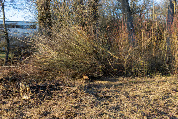Schnittgut (Foto: B. Budig)