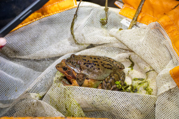 Grasfroschpärchen im Kescher (Foto: B. Budig)