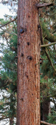 Rinde eines Virginischen Wacholders (Foto: B. Budig)