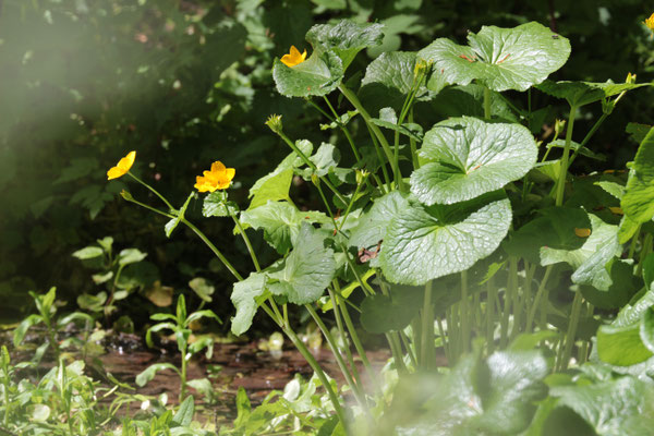 Sumpfdotterblume (Caltha palustris) /Foto: E. Maier-Drös