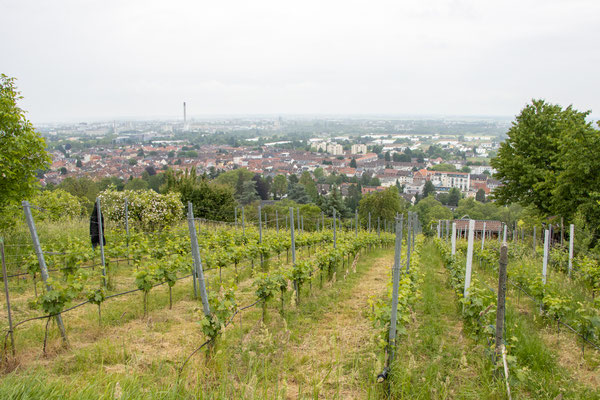 Weinberge (Foto: B. Budig)