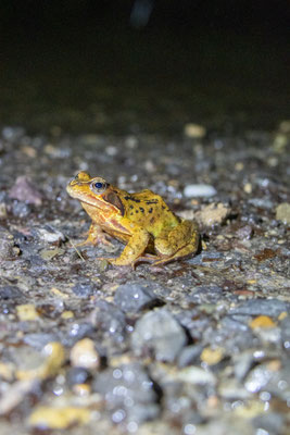 Grasfrosch-Weibchen auf dem Feldweg (Foto: B. Budig)