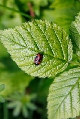 Blutzikade/Cercopidae (Foto: H. Budig)