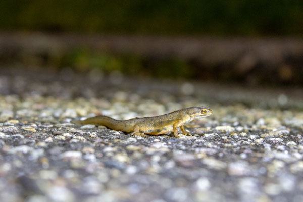 Teichmolch-Weibchen (Foto: B. Budig)