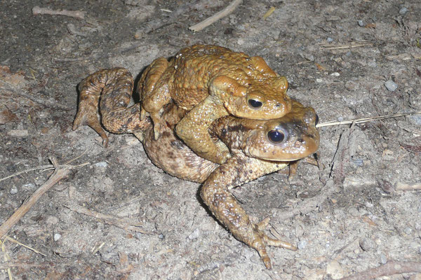 Ein weibliche Tier mit aufsitzendem Männchen. (Foto: M. Budig)