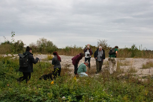 Den Ödlandschrecken auf der Spur (Foto: B. Budig)