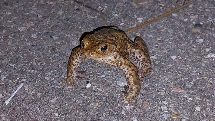Erdkröten-Männchen (Foto: R. Disselnkötter)